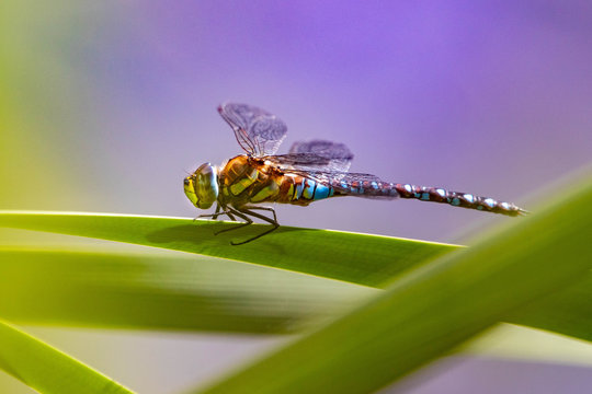 Libelle auf Schilf