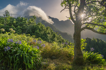 Obraz na płótnie Canvas Morgenstimmung auf Madeira - Blumen, Pflanzen, wunderschöne Natur