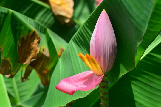 Musa ornata (flowering banana) , Banana bua luang