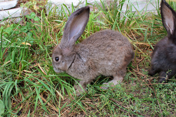 Rabbit on the street