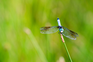 dragonfly on grass