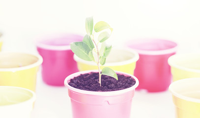 Potted plant in a transplant and care