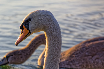 Swan