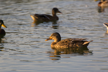 Ducks