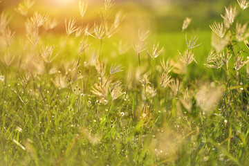 Sunny green grass field suitable for backgrounds or wallpapers, natural seasonal landscape.
