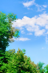 Tree with sky background