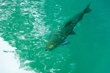 Fototapeta premium Fish swimming in clean water at national park