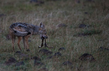 Jackal Feeding