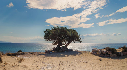 lonely tree on a greek beach - obrazy, fototapety, plakaty