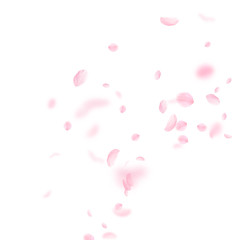Sakura petals falling down. Romantic pink flowers corner. Flying petals on white square background. 