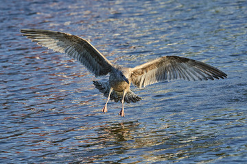 Raubmöwe auf dem Wasser mit Fisch