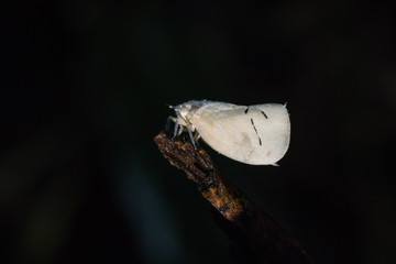 White aphids in the nature background.