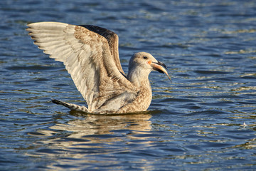 Raubmöwe auf dem Wasser mit Fisch