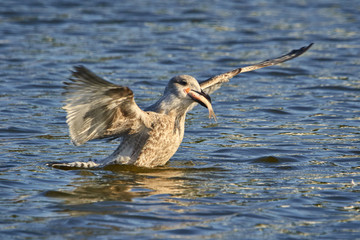 Raubmöwe auf dem Wasser mit Fisch