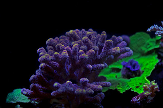 Stylophora colorful SPS coral in saltwater aquarium reef tank 