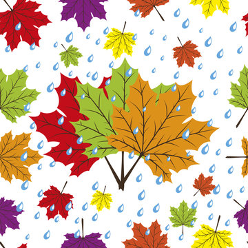 Falling maple leaves