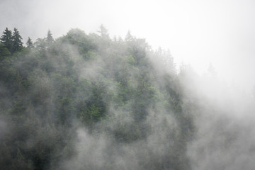 Great fog forest