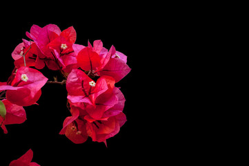 Isolated red bougainvillea flower