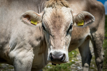 A cow looking