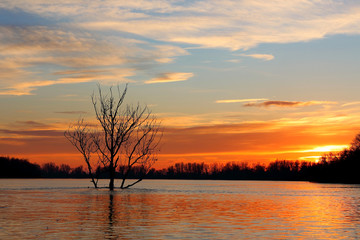 Silhouettes of big dry fallen tree (driftwood, snag) in winter at colorful sunset on the Danube river bank