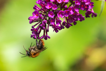 Hummel hängt am Flieder