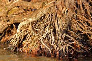 Exposed tangled tree roots on the river bank of Danube at autumn