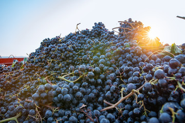 Uva raccolta dopo la vendemmia, Piemonte, Italia