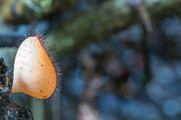 Close up Cookeina tricholoma or Phylum Ascomycota,orange mushrooms in the nature background.Blurred mushrooms.