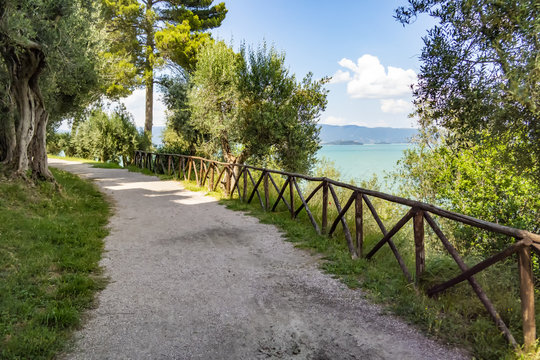 View on Trasimeno lake with olive grove, Umbria - Italy