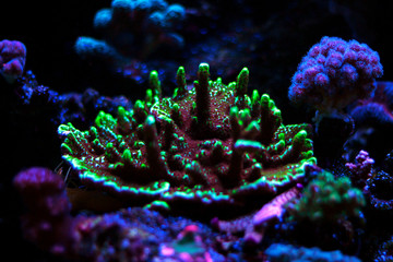 Montipora SPS colorful coral in saltwater aquarium - obrazy, fototapety, plakaty
