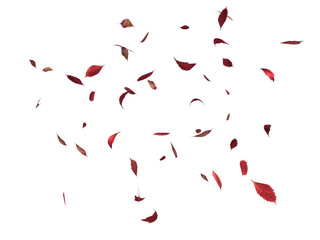 Herbst Blätter 