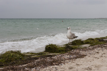 Brown windy seagull against storm on sea. Wild birds concept. Seagull on sand beach in hurricane day. Flying and freedom concept. Wildlife and seabirds background. Seascape background.