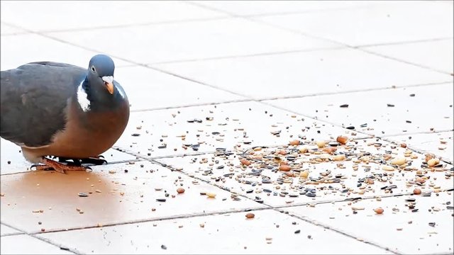 pigeon eating bird seed

