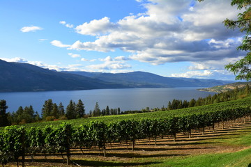 Vineyards and vines from the Okanagan Valley ,Kelowna BC,Canada.