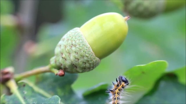 caterpillar on green acorn, Phalera bucephala

