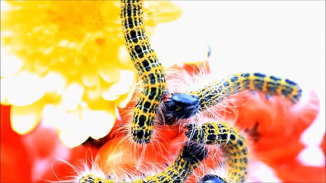 caterpillar macro, Phalera bucephala, Raupe Mondvogel
