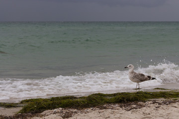 Brown walking seagull against storm on sea. Wild birds concept. Seagull on sand beach in hurricane day. Flying and freedom concept. Wildlife and seabirds background. Seascape background. 