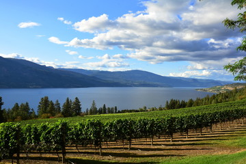 Naklejka premium Vineyards of the Okanagan Valley,Kelowna BC