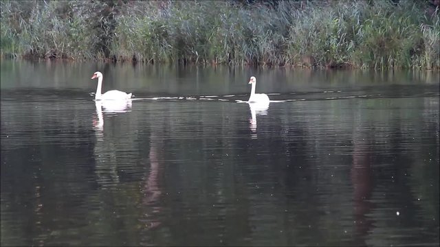 two swans swimming in a lake 
