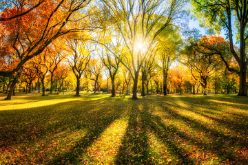 Bunter Herbstwald im Sonnenlicht © eyetronic