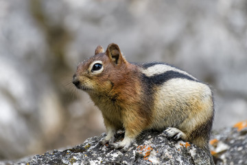 Ground squirrel in Banff National Park