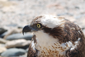aquila 