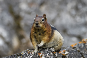 Naklejka na ściany i meble Ground squirrel in Banff National Park