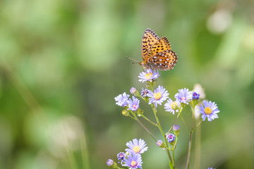 Butterfly in Banff national park