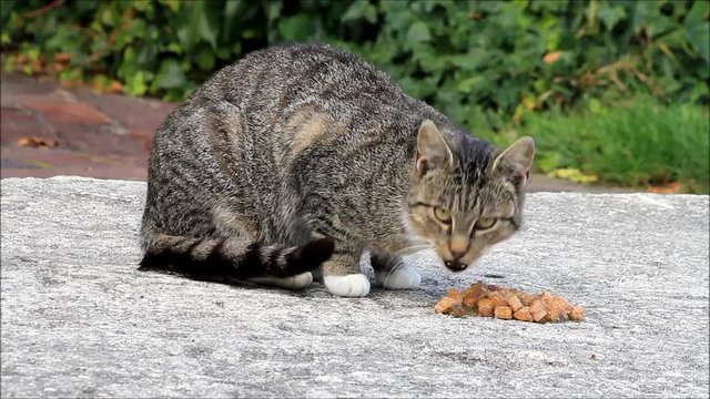 tabby cat eating wet food

