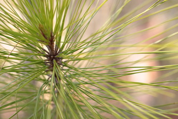 soft loblolly pine