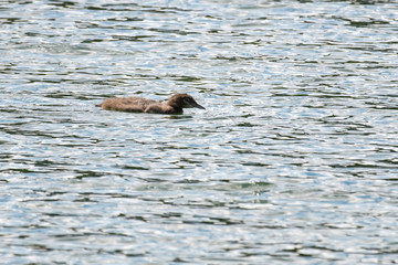 Common loon hunting for fish in a lake in Banff national park