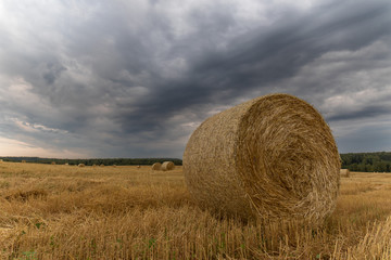 Straw roll of golden wheat on the autumn field