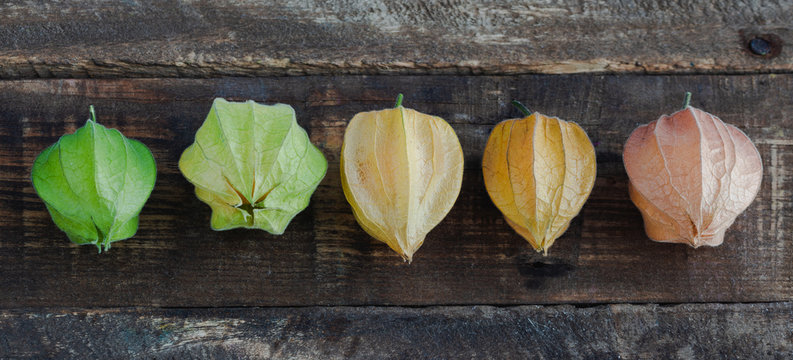 Physalis of colors on dark wooden background. Ochuva