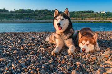 Two dogs lie on the beach on summer sunny evening. Portrait of Siberian husky dogs.